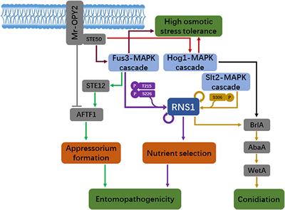 New Downstream Signaling Branches of the Mitogen-Activated Protein Kinase Cascades Identified in the Insect Pathogenic and Plant <mark class="highlighted">Symbiotic Fungus</mark> Metarhizium robertsii